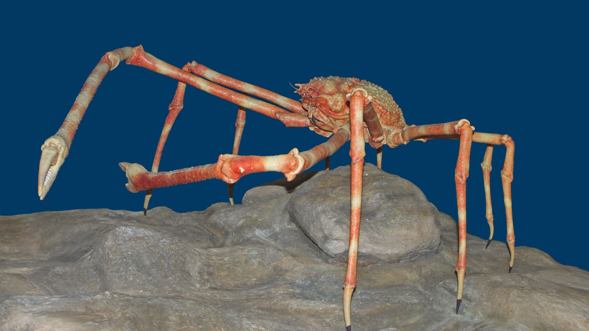 File:Macrocheira kaempferi 01.jpg