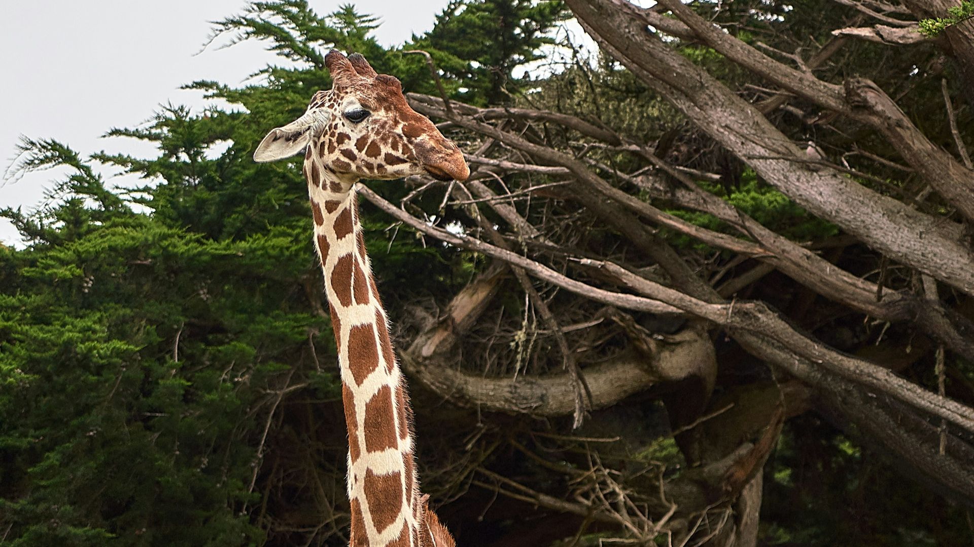 giraffe standing near tree at daytime