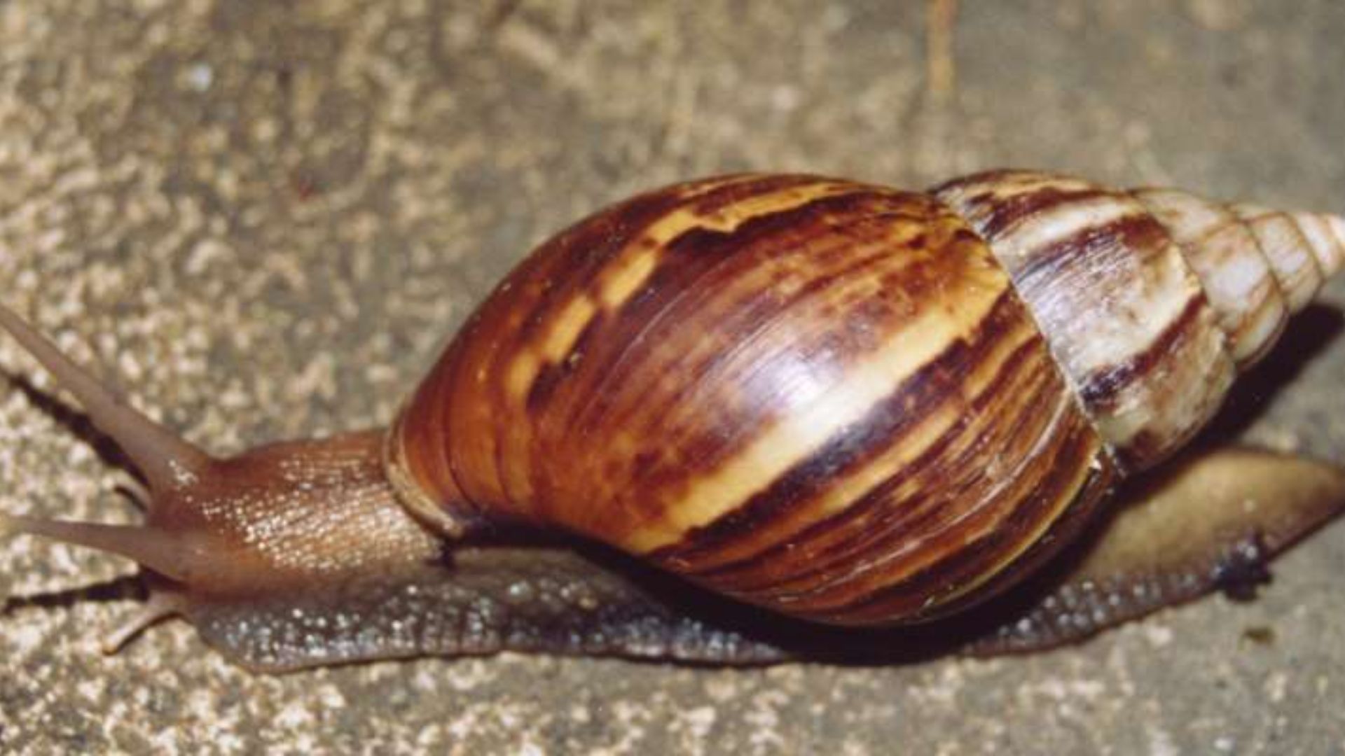 File:Achatina fulica Thailand.jpg