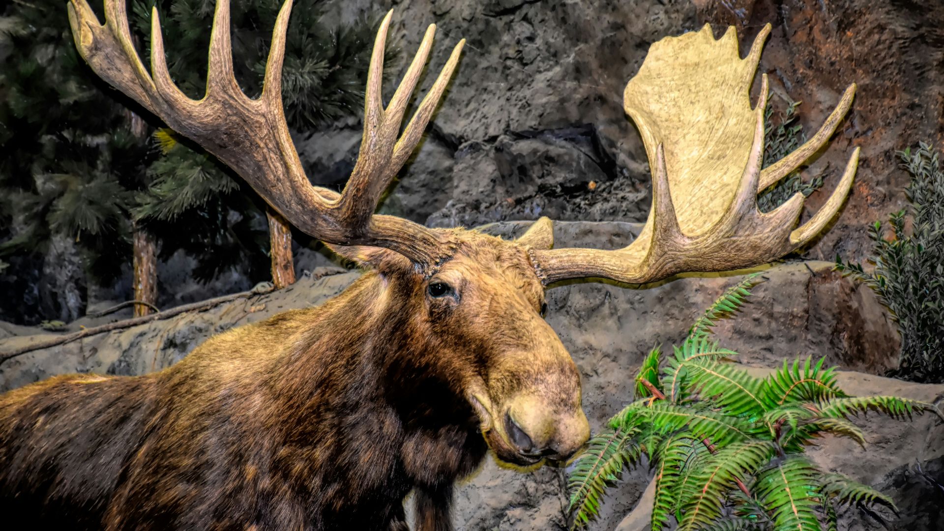 a large moose standing next to a forest filled with trees