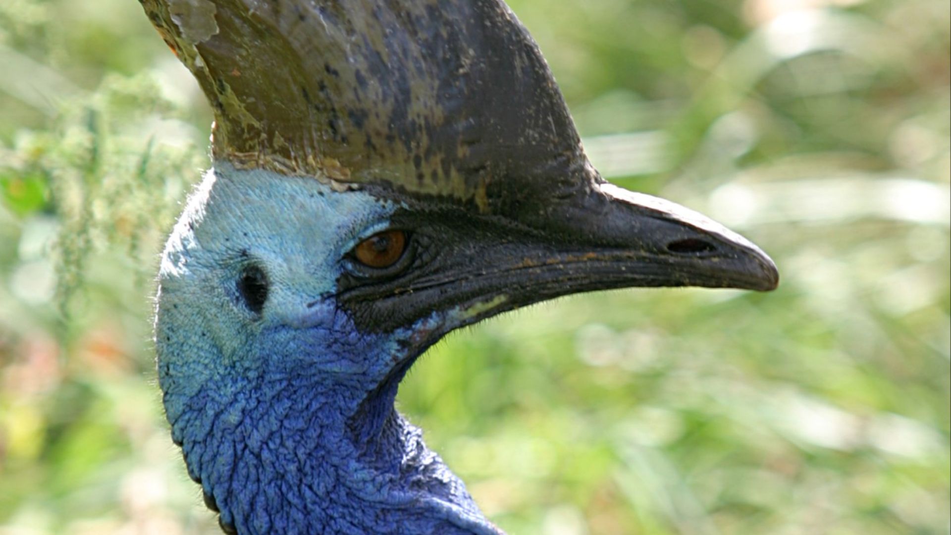 File:Double-wattled Cassowary.jpg