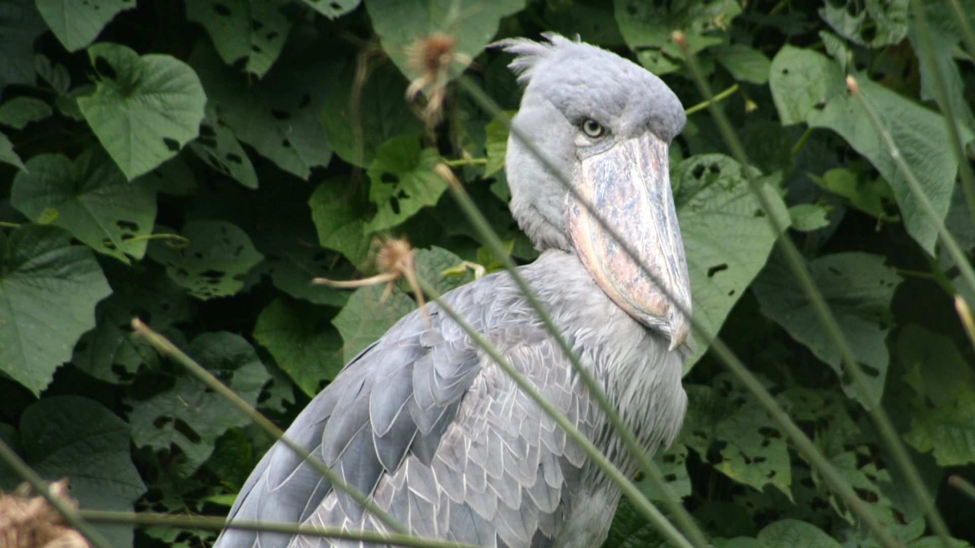 File:Balaeniceps rex -East Africa-8.jpg