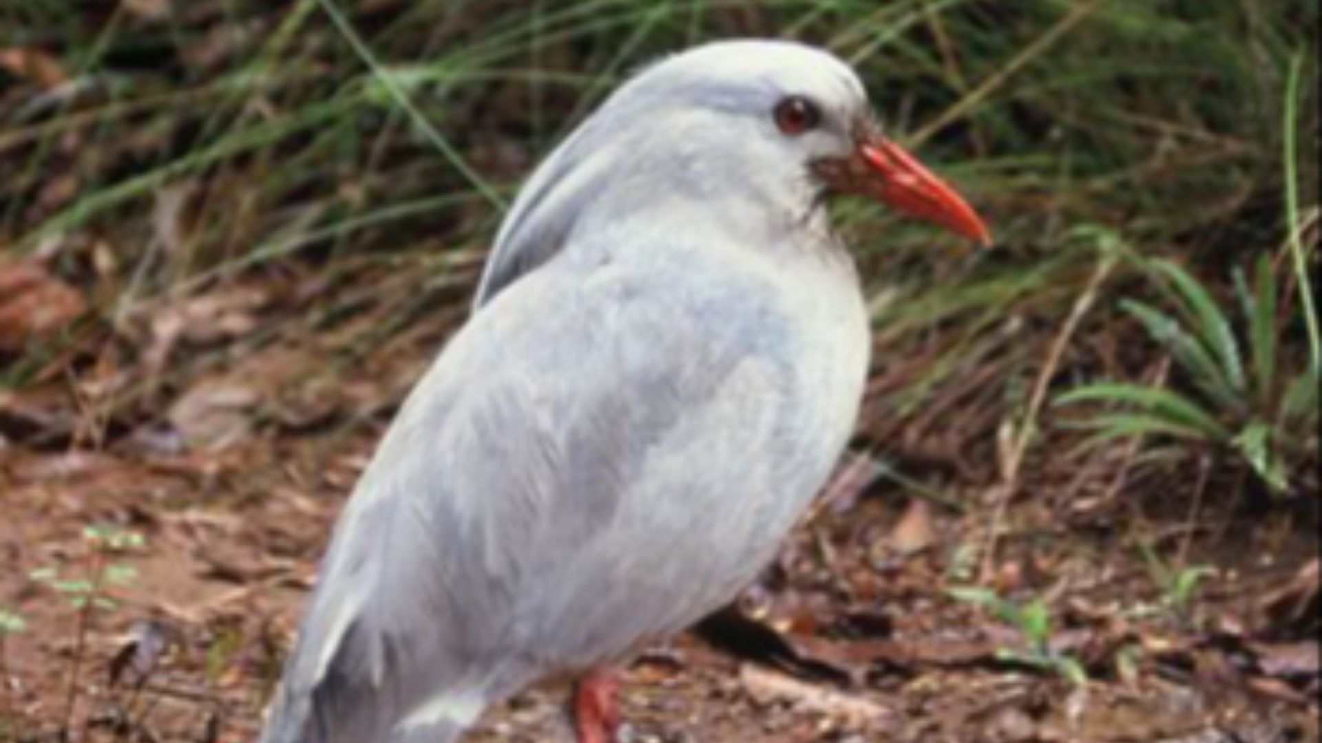 File:Kagu Rhynchetos jubatus detail.JPG