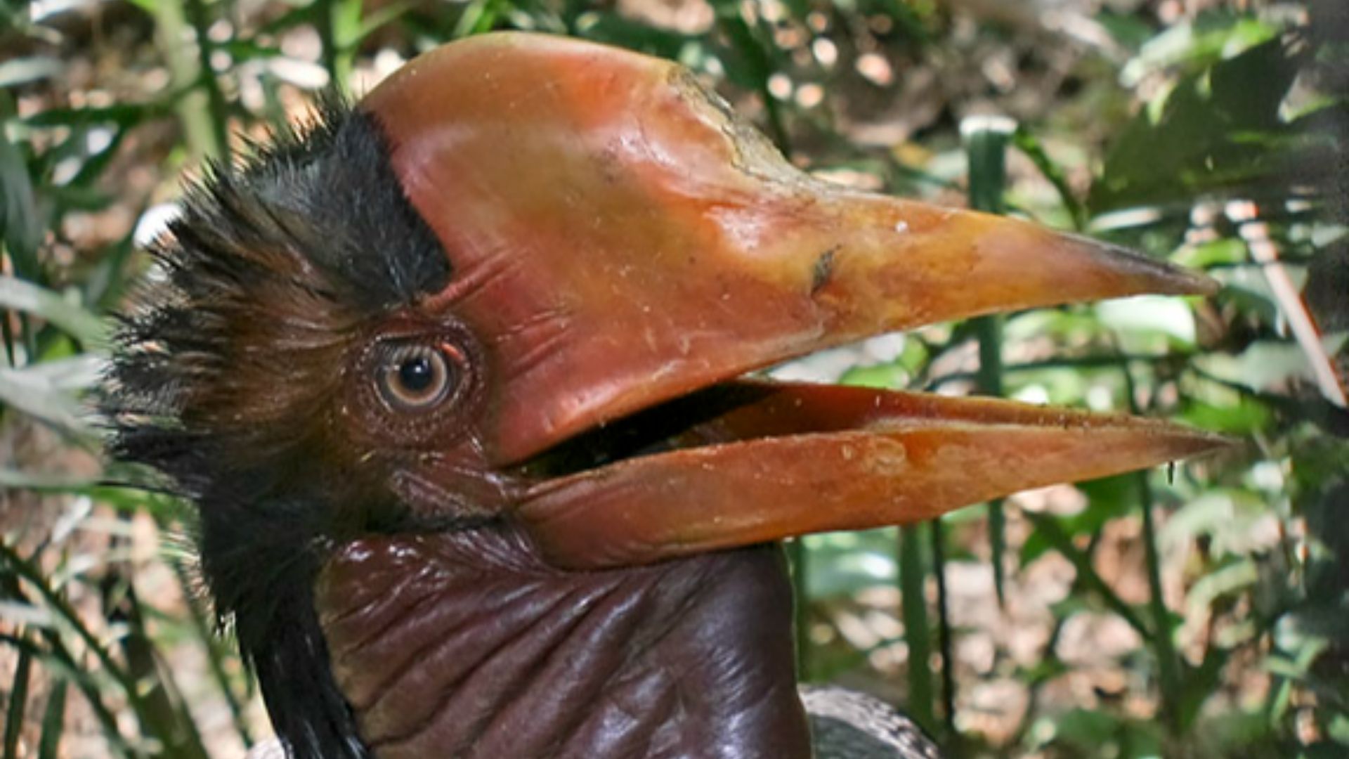 File:Helmeted Hornbill.jpg