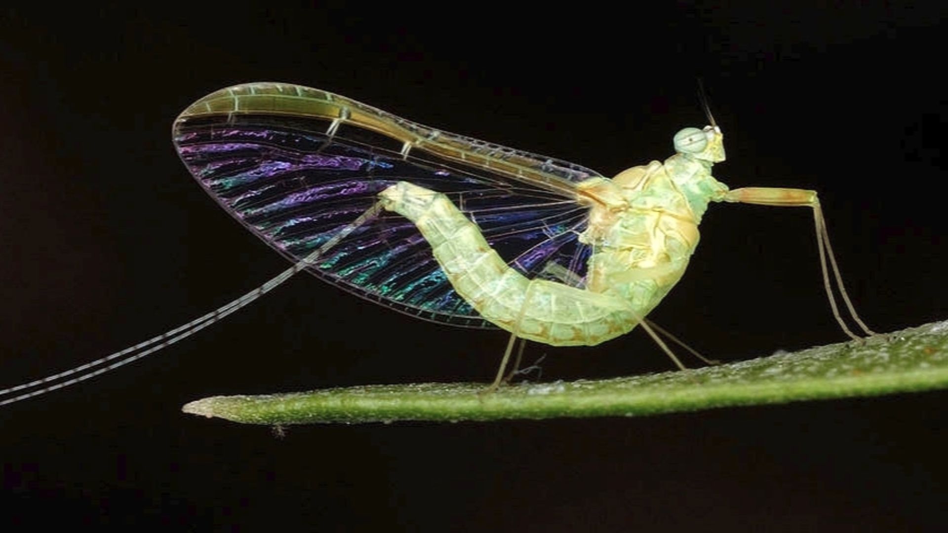 File:Ephemeroptera landscape orientation.jpg