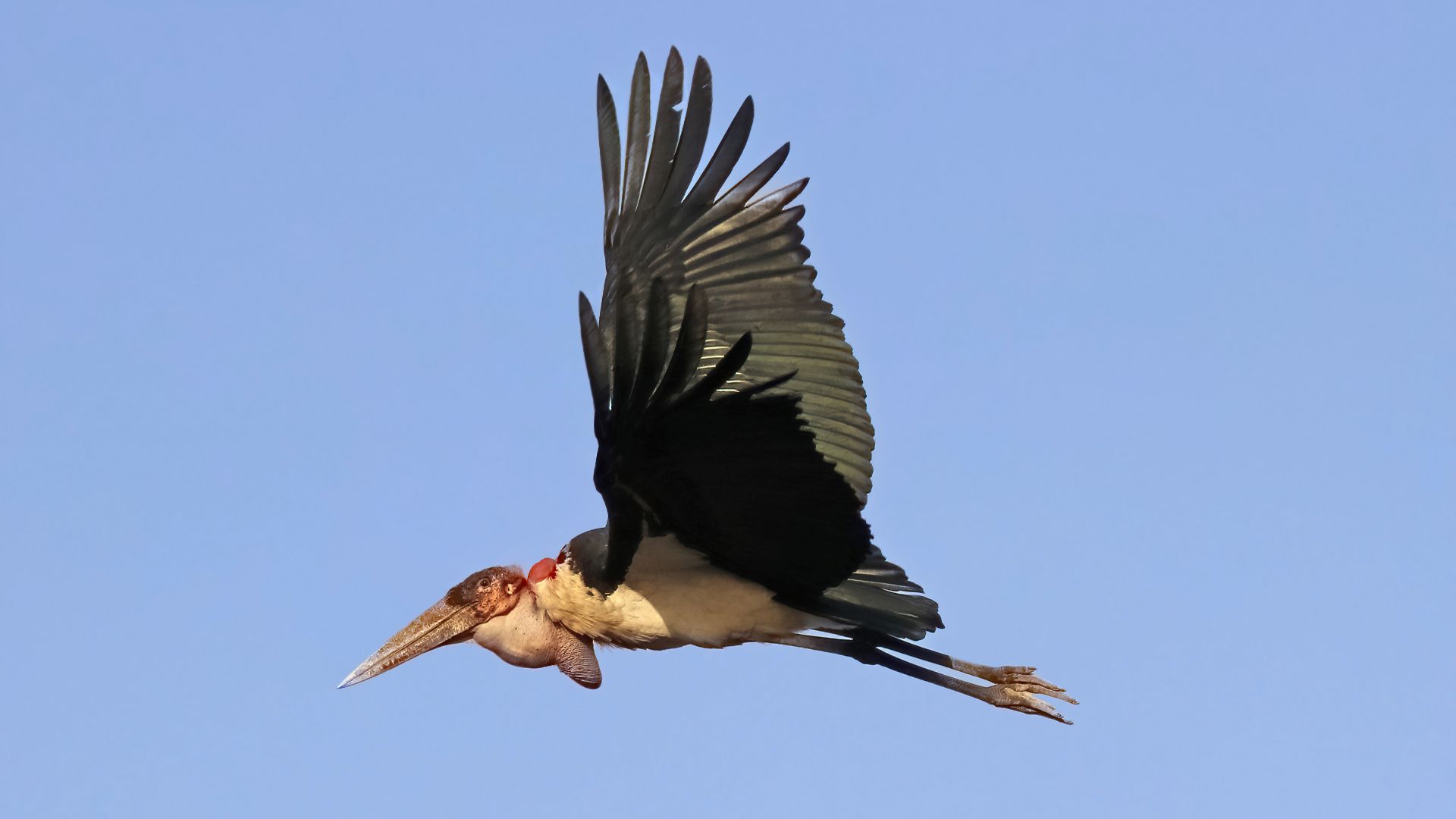 File:Marabou stork (Leptoptilos crumenifer) in flight 2.jpg