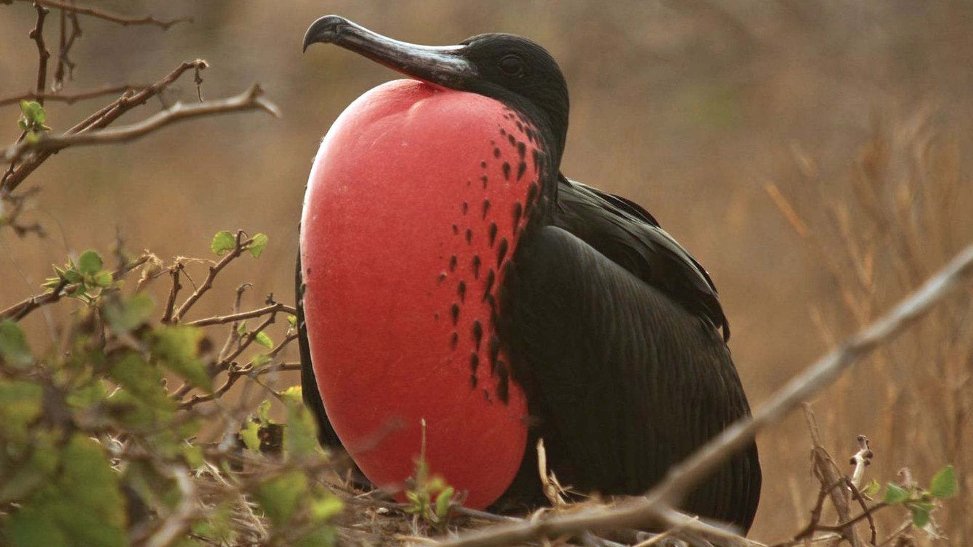 File:Fregata magnificens -Galapagos, Ecuador -male-8 (1).jpg