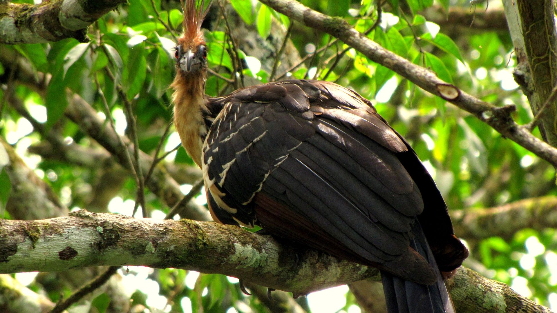 File:Opisthocomus hoazin (Pava hedionda) (14067327210).jpg