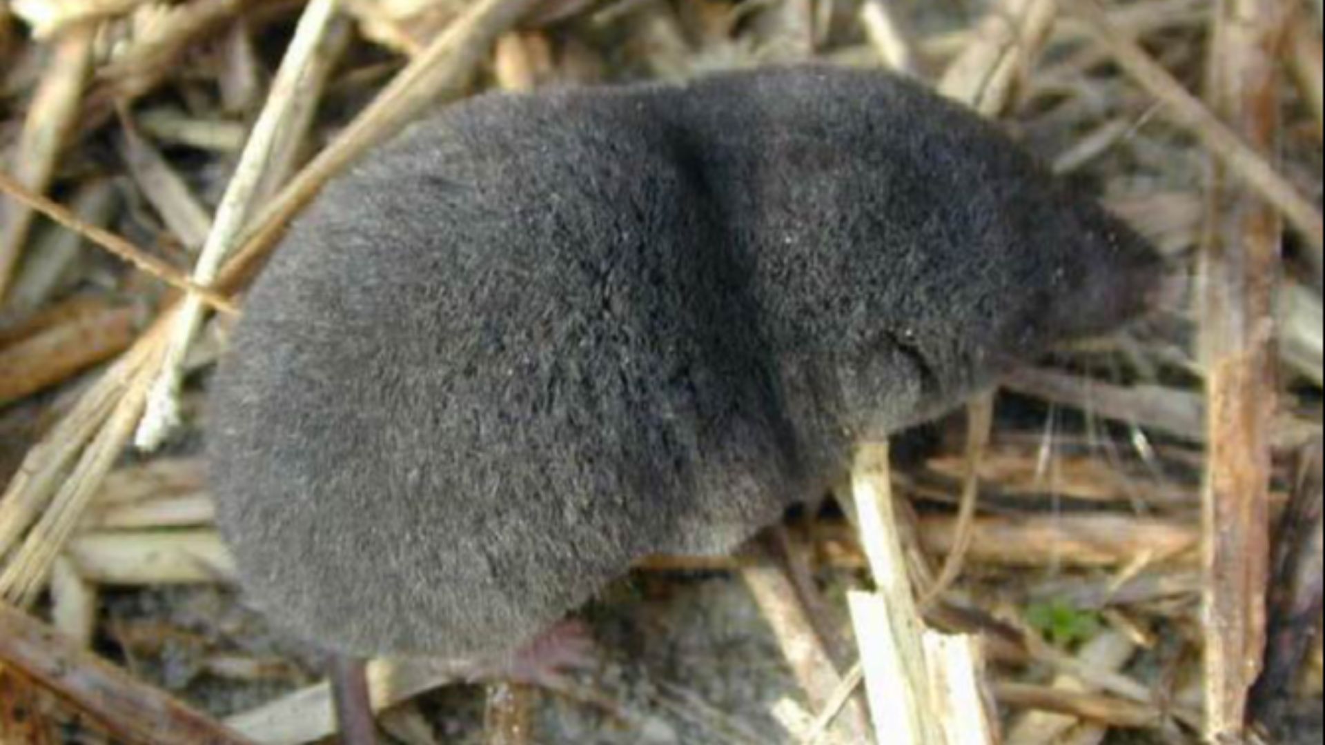 File:Southern short-tailed shrew.jpg