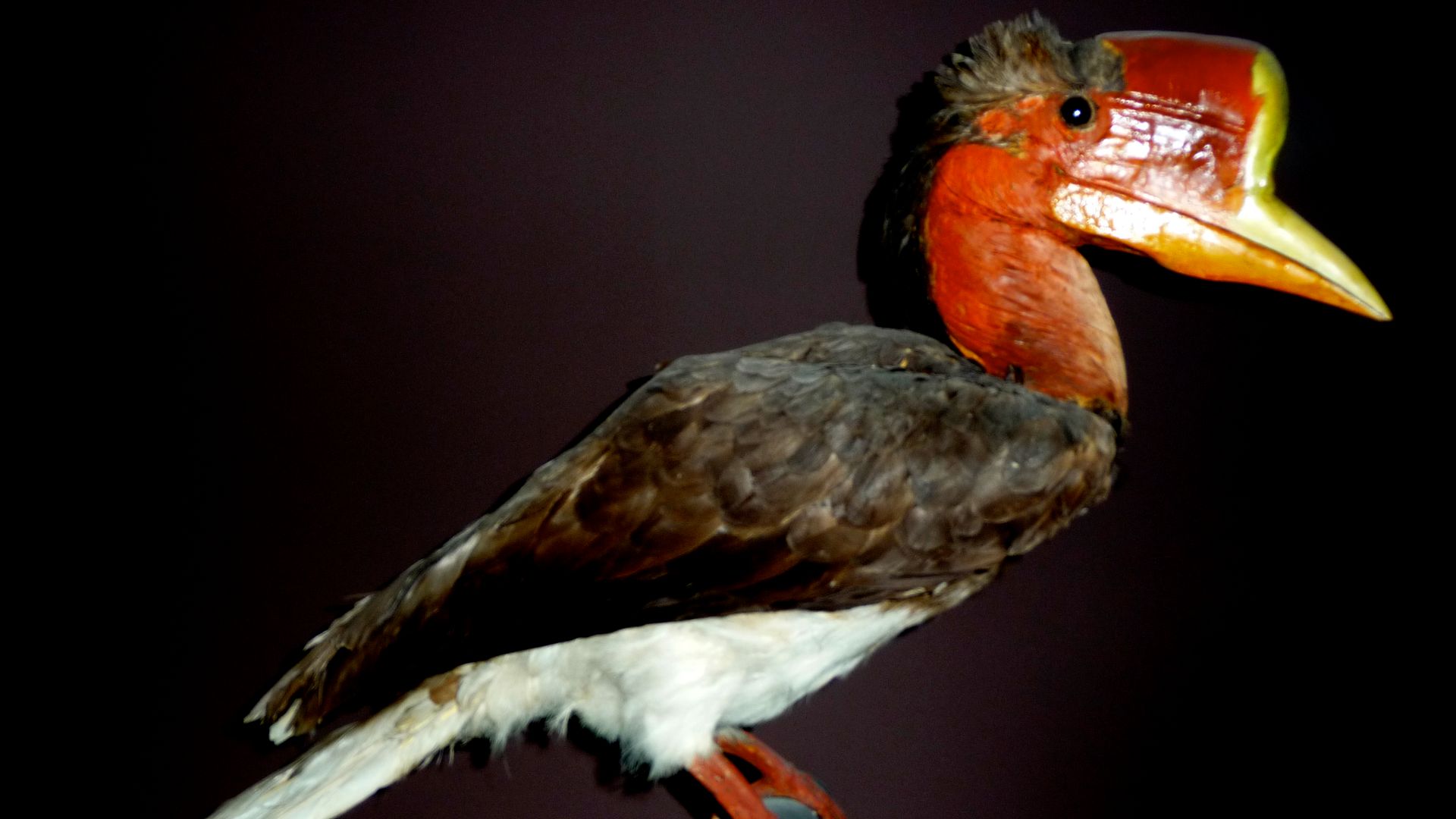 File:Rhinoplax vigil.jpg