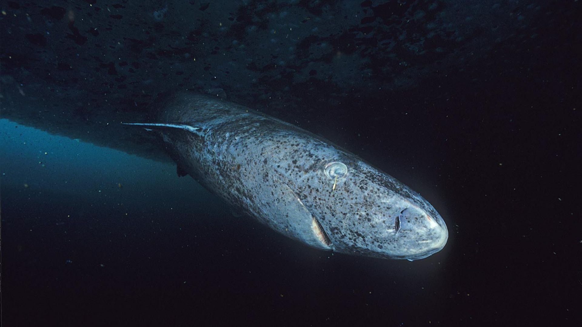 File:Greenland shark profile.jpg