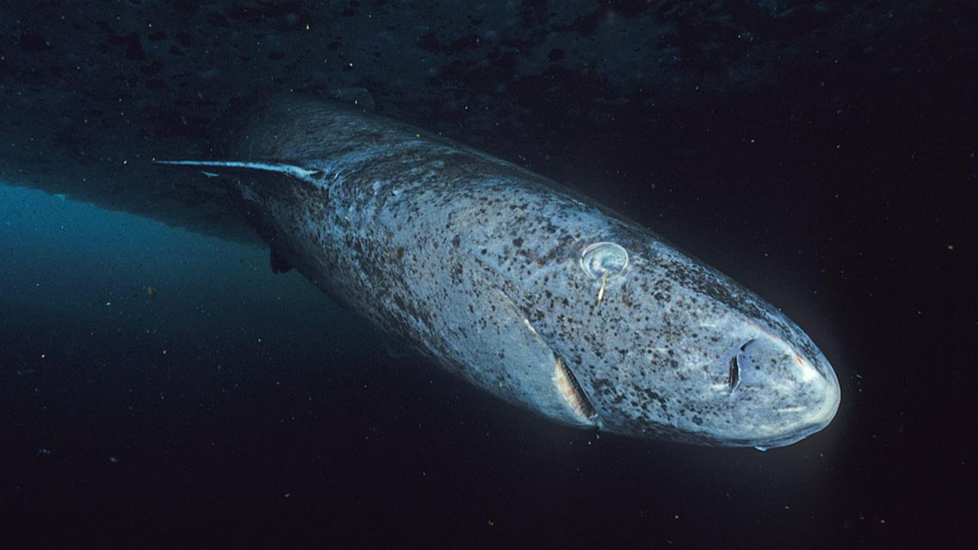 File:Greenland shark profile.jpg