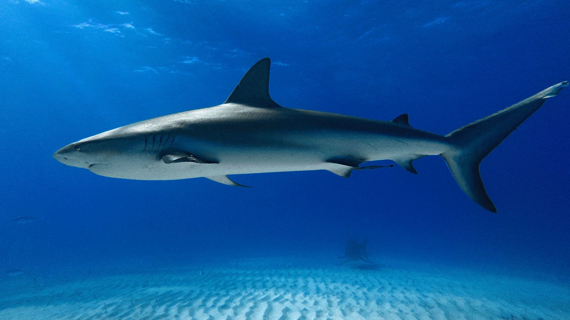 File:Full Shot of a Caribbean Reef Shark at Tiger Beach Bahamas.jpg