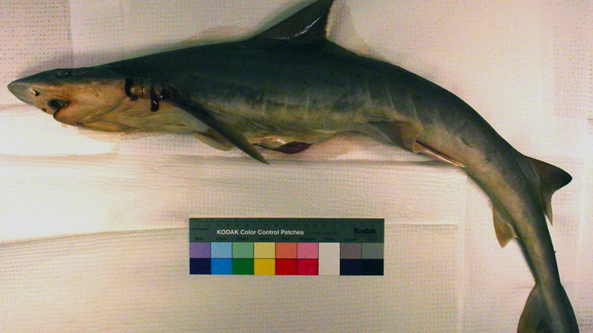 File:Mustelus sinusmexicanus (FDA 264).jpg