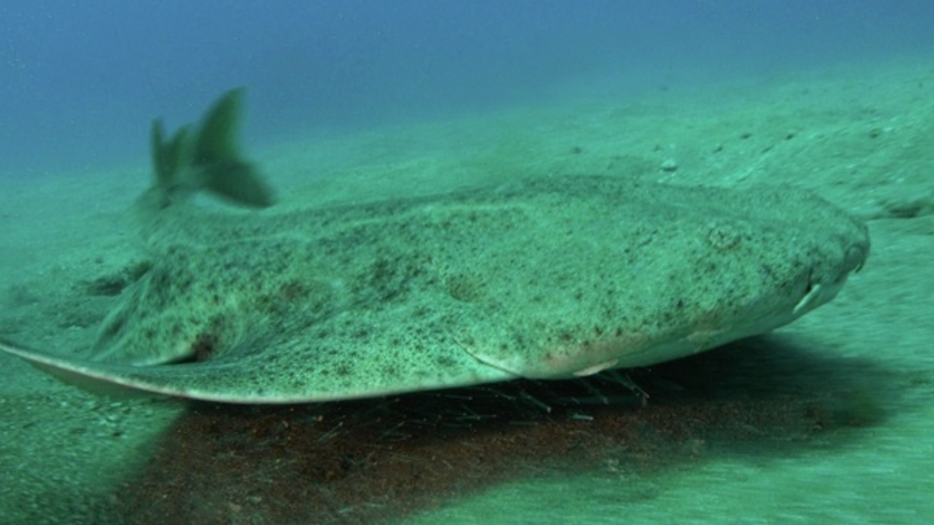 File:Squatina squatina tenerife.jpg