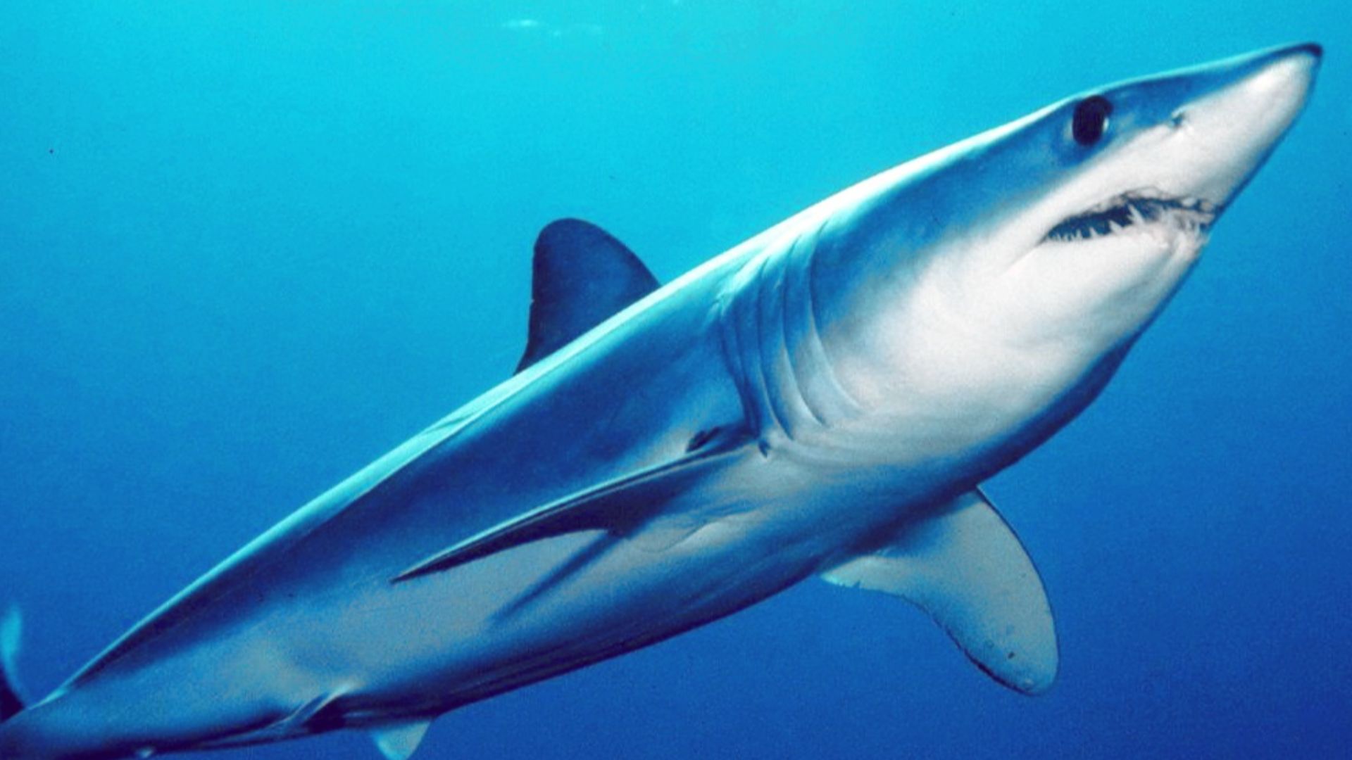 File:Isurus oxyrinchus by mark conlin2.JPG