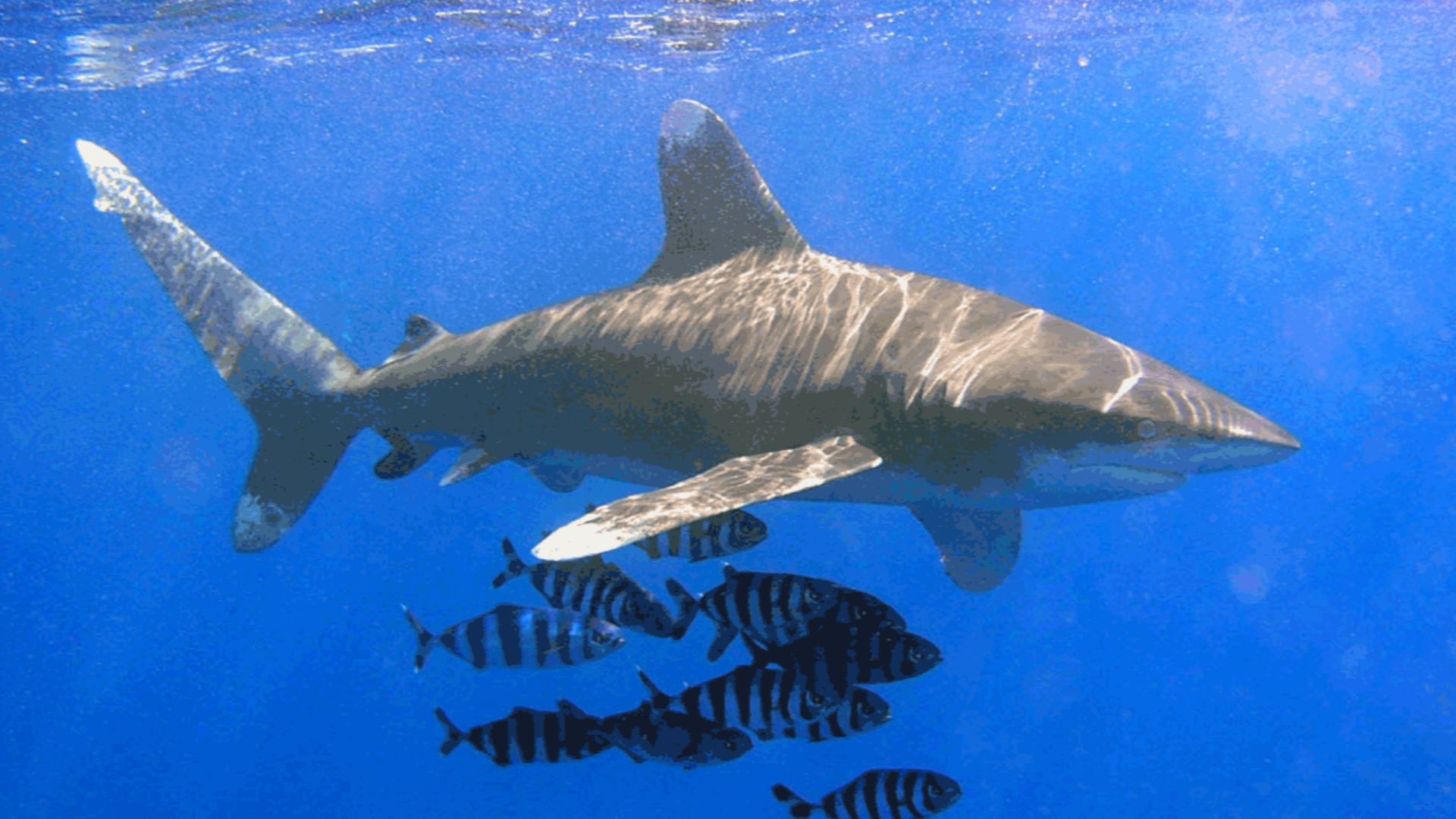 File:Oceanic Whitetip Shark.png