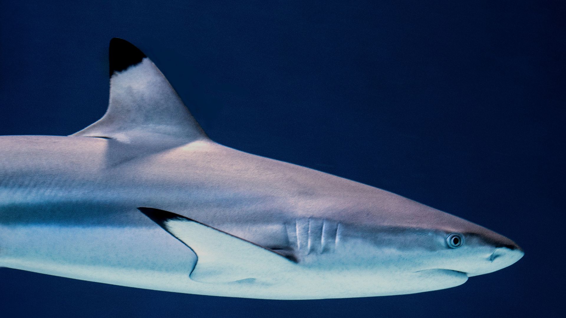 grey shark in blue water