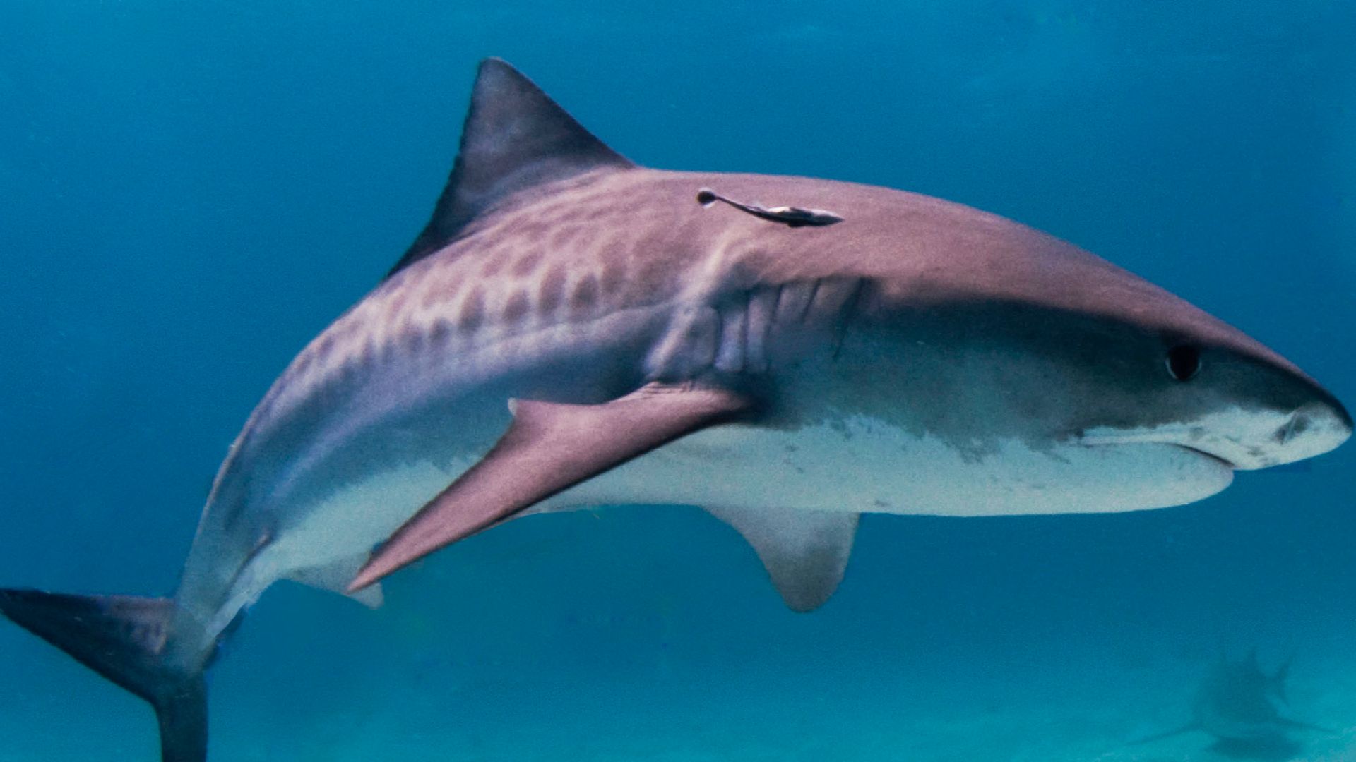 File:Tiger shark.jpg
