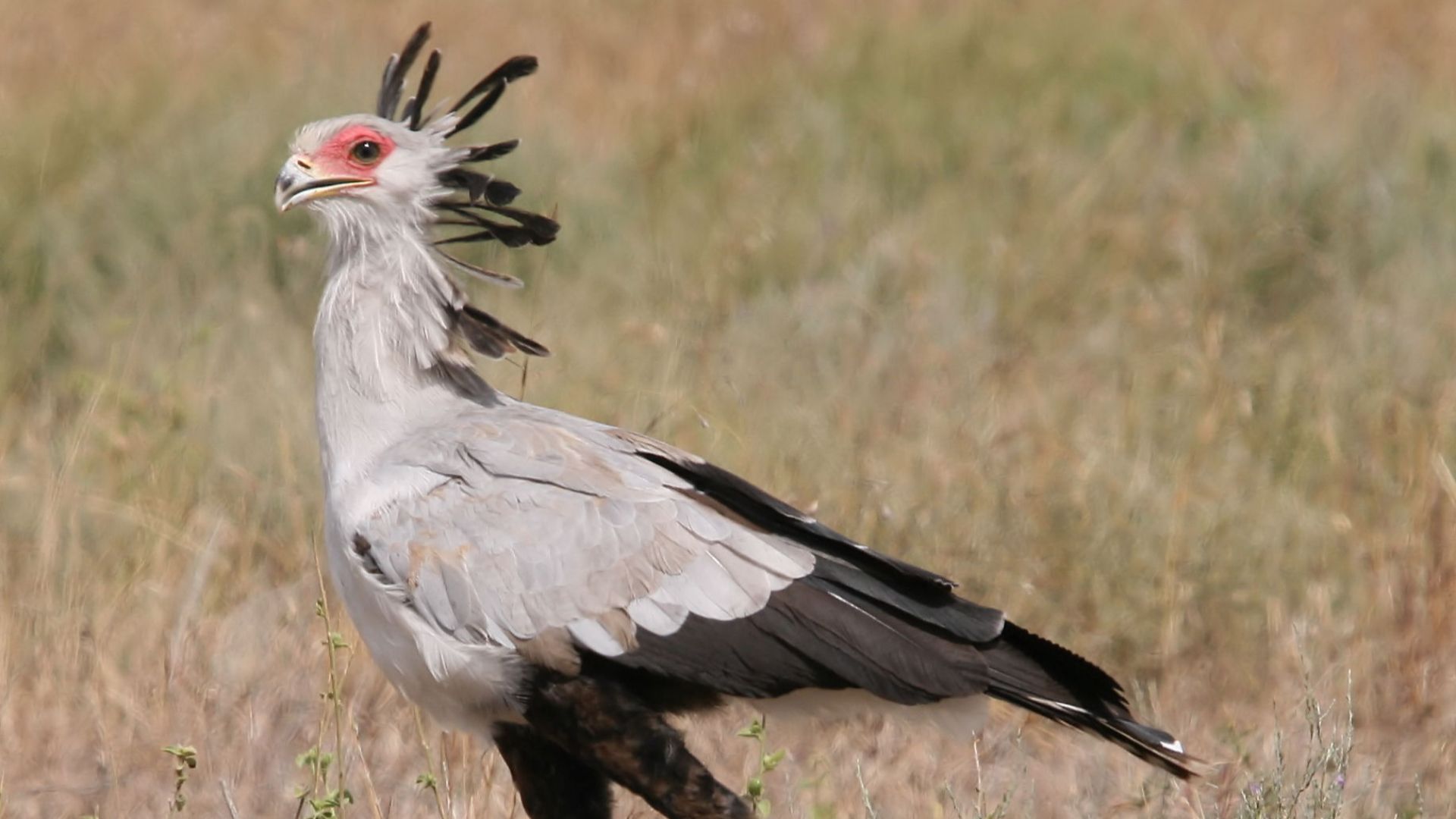 File:Sagittarius serpentarius Sekretär.JPG