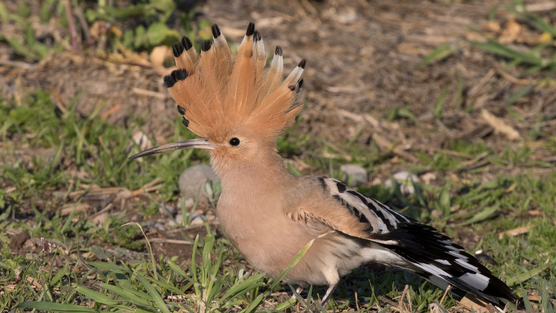 File:Common hoopoe - Upupa epops 03.jpg