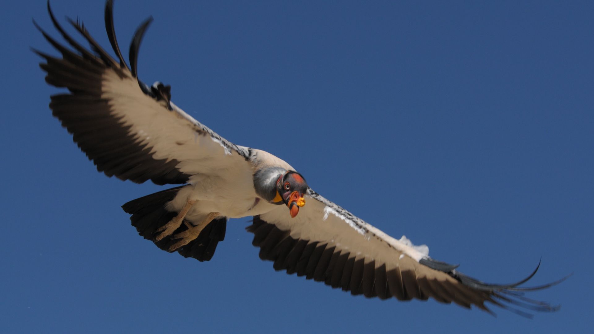 File:Urubu rei - Sarcoramphus papa.jpg