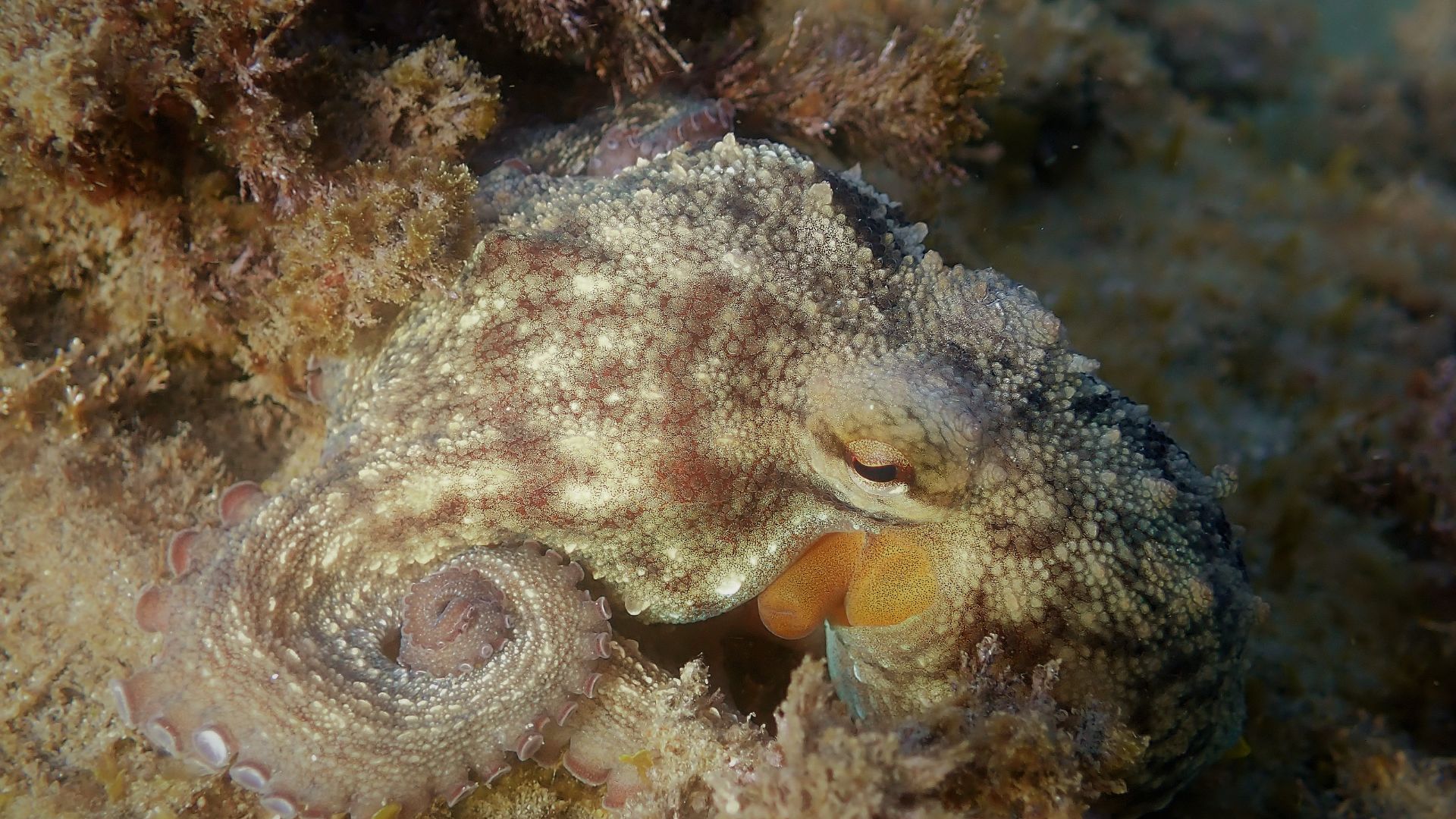 File:Young octopus eating a piece of mussel on a rock.jpg