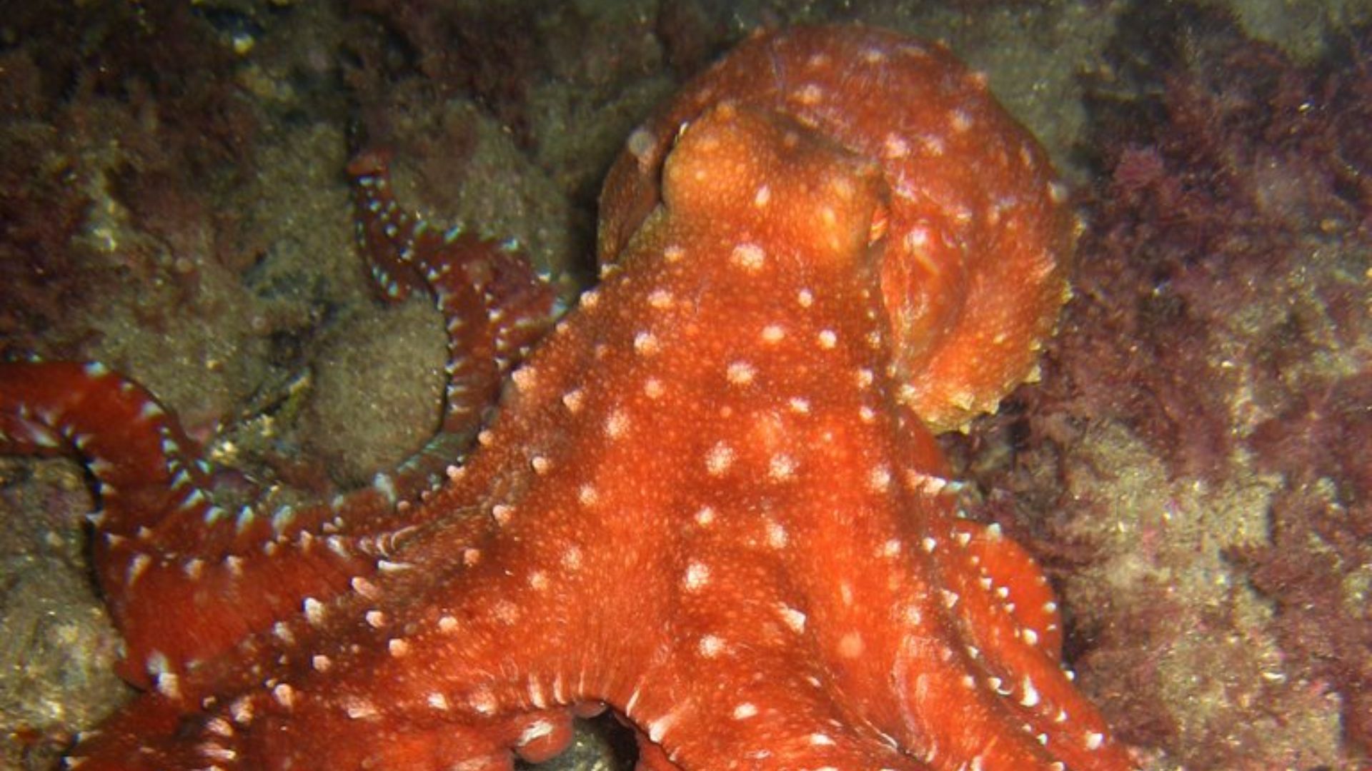File:Octopus macropus.jpg