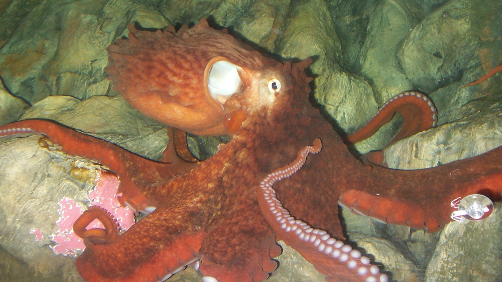 File:Enteroctopus dofleini in aquarium rotated.jpg