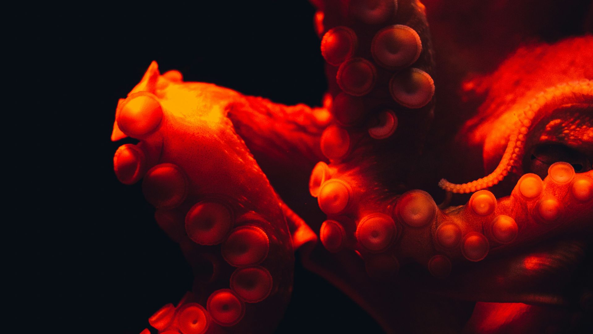 shallow focus photography of octopus