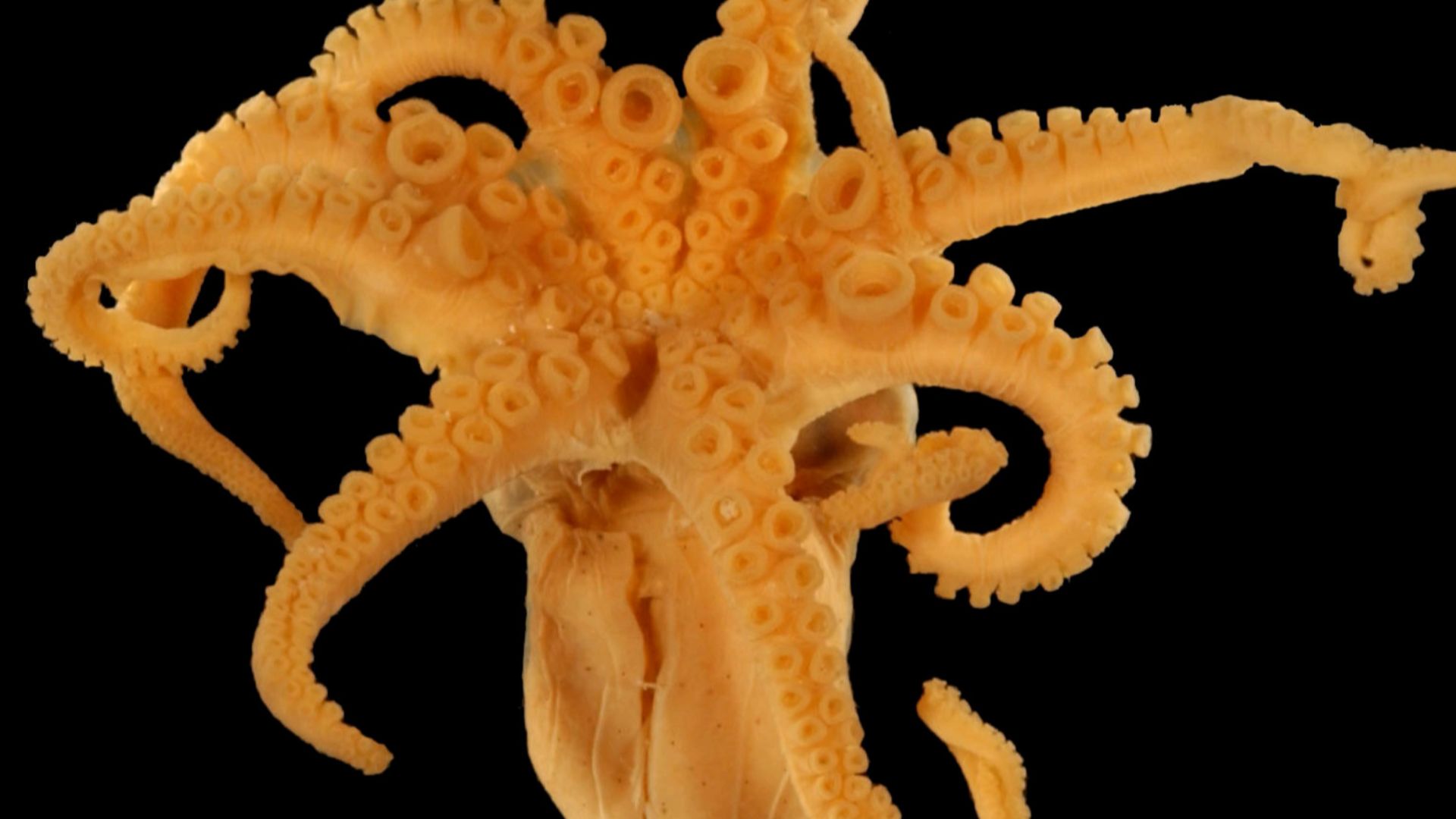 File:Octopus joubini Robson, 1929 (USNM 816834) ventral view.jpg