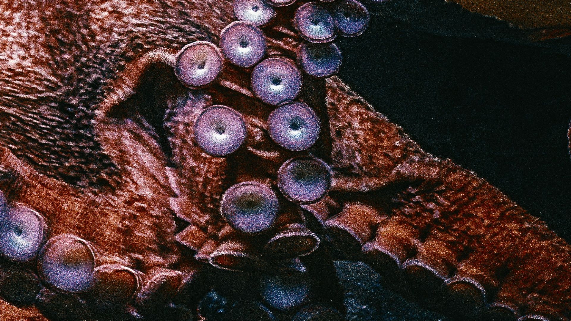 brown Octopus