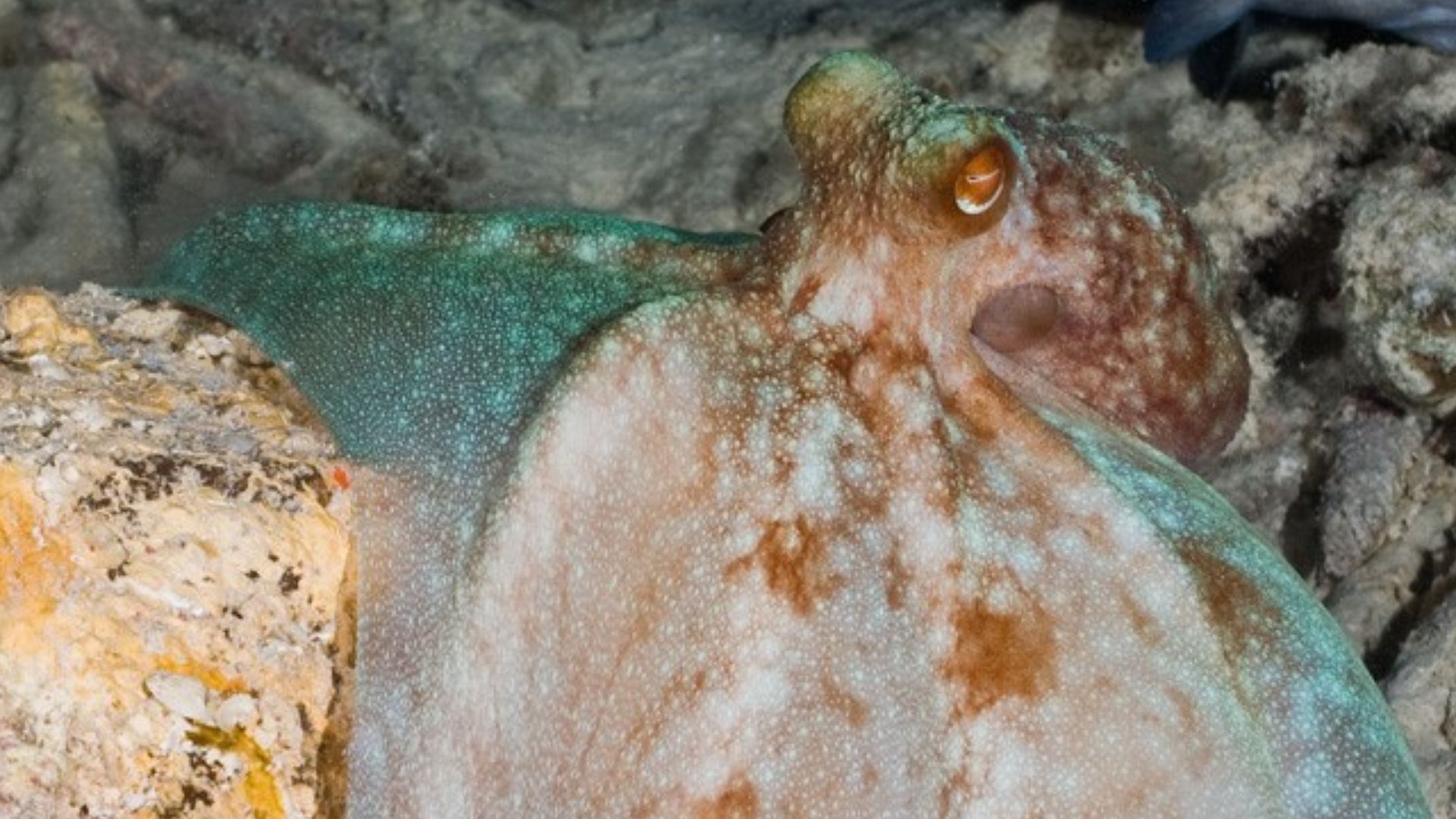 File:CaribbeanReefOctopus.jpg