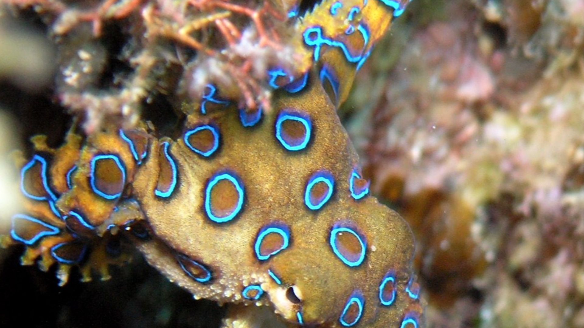 File:Hapalochlaena lunulata.JPG