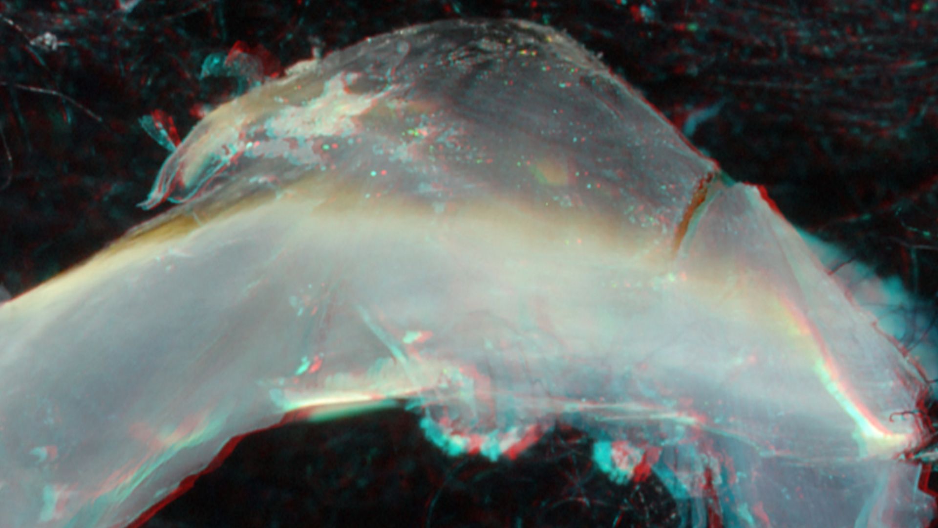 File:Tremoctopus gracilis lower beak (side view).jpg