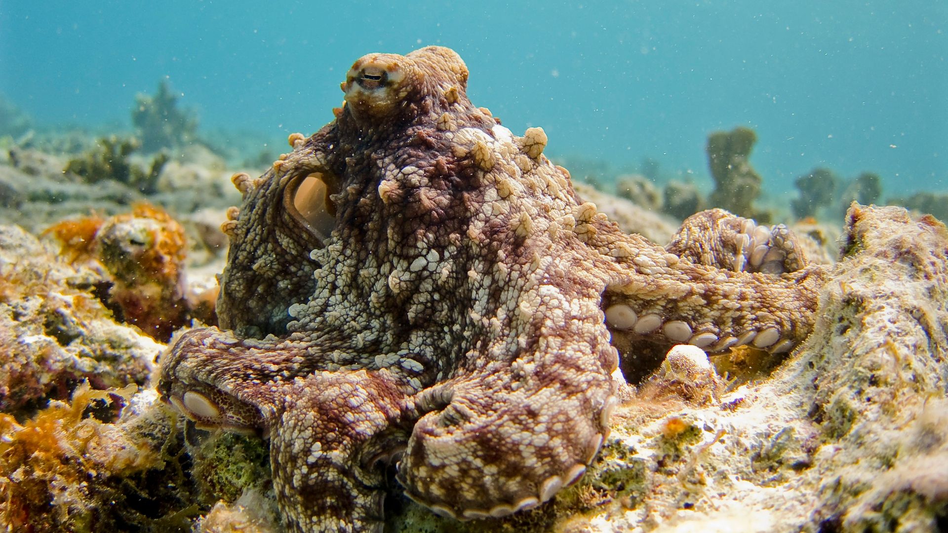 selective focus photography of octopus