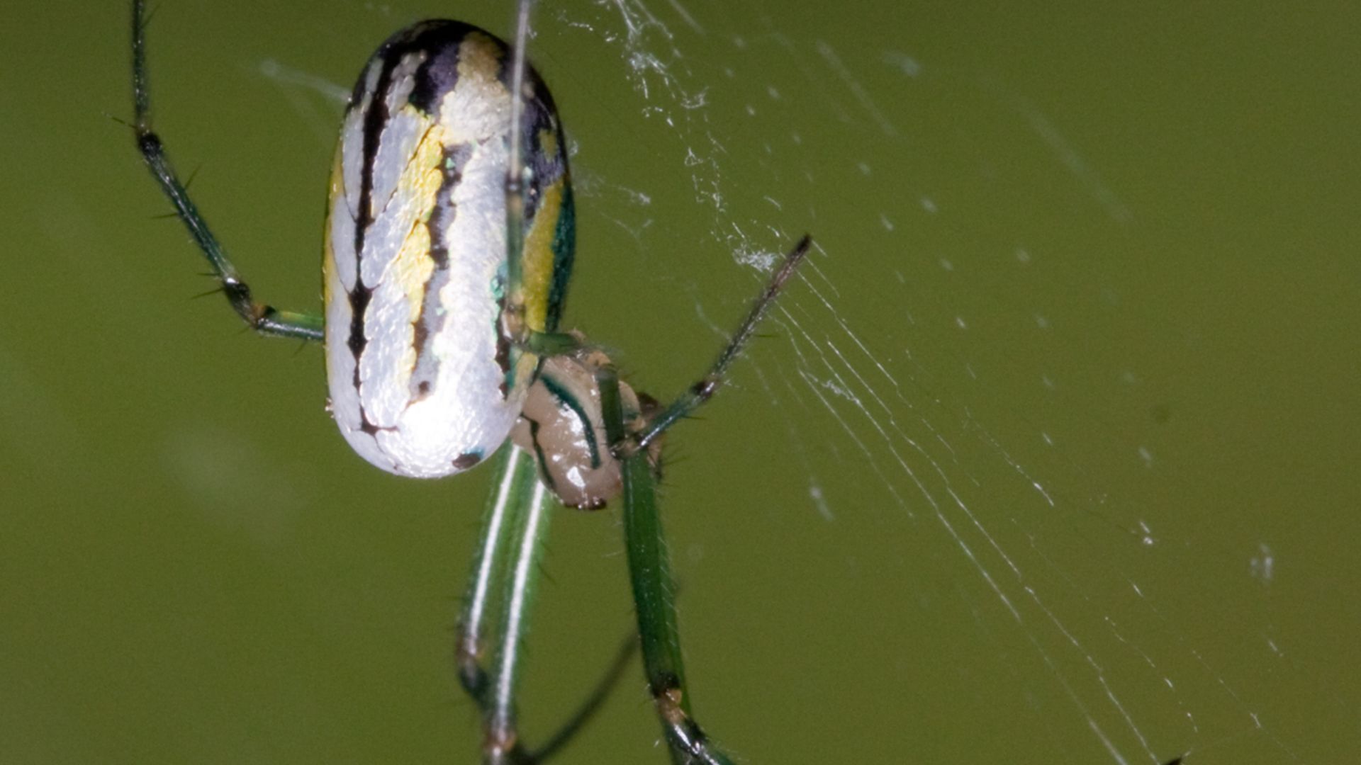 File:Leucauge venusta Kaldari 01.jpg