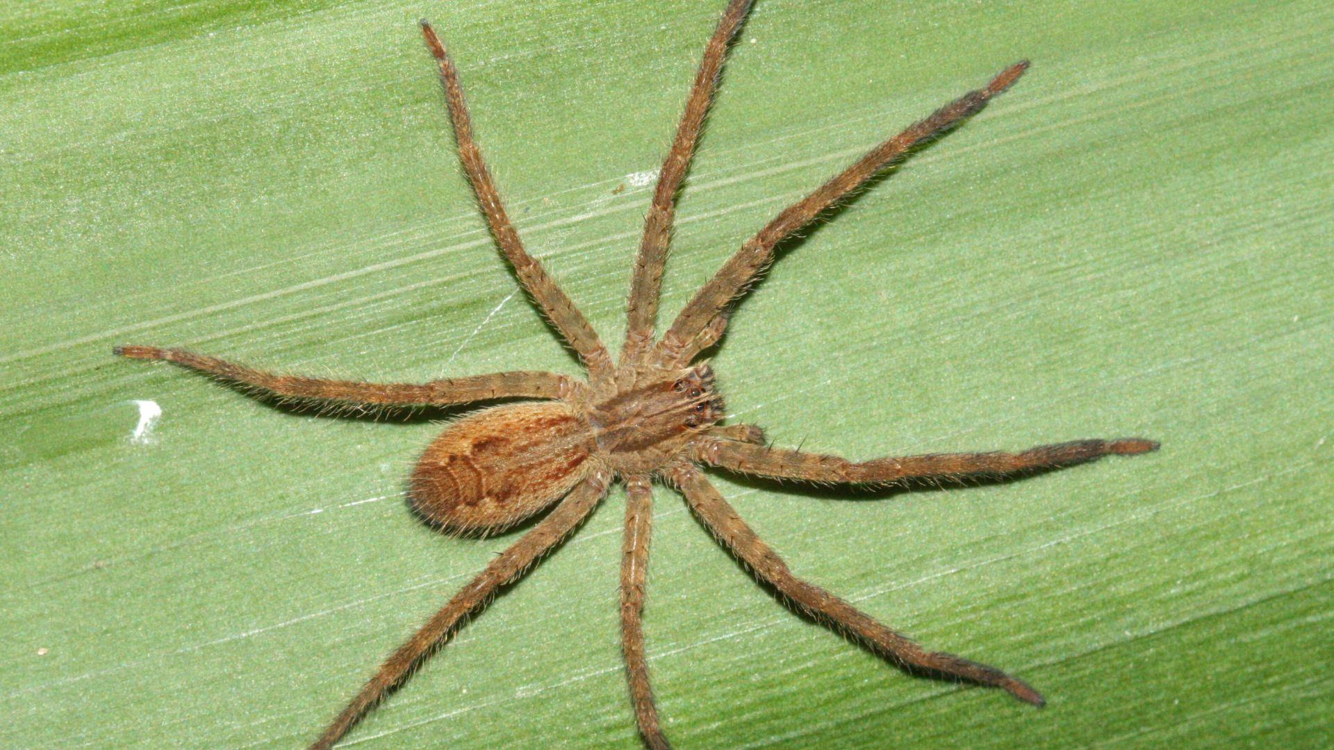 File:Cupiennius salei, Juvenile.jpg