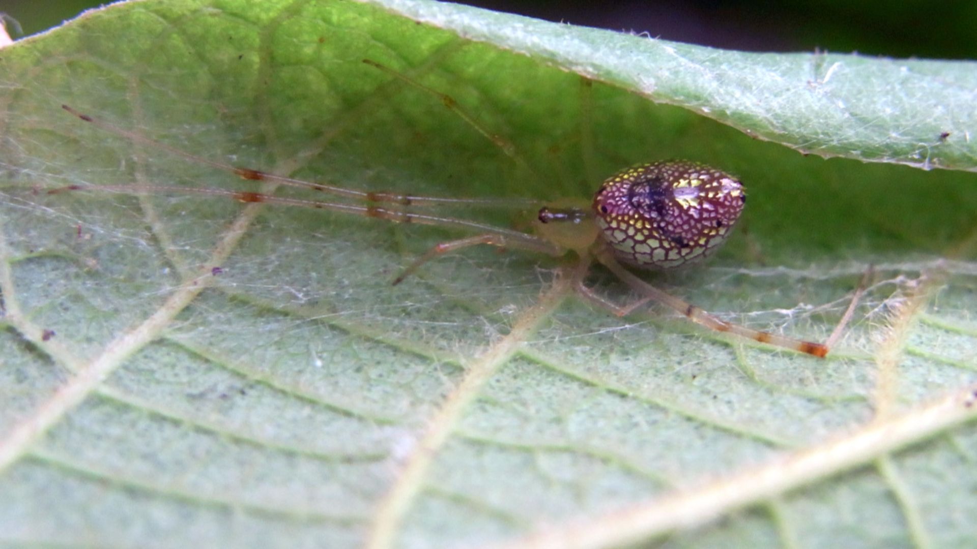 File:Thwaitesia Spider on White Beech leaf.jpg