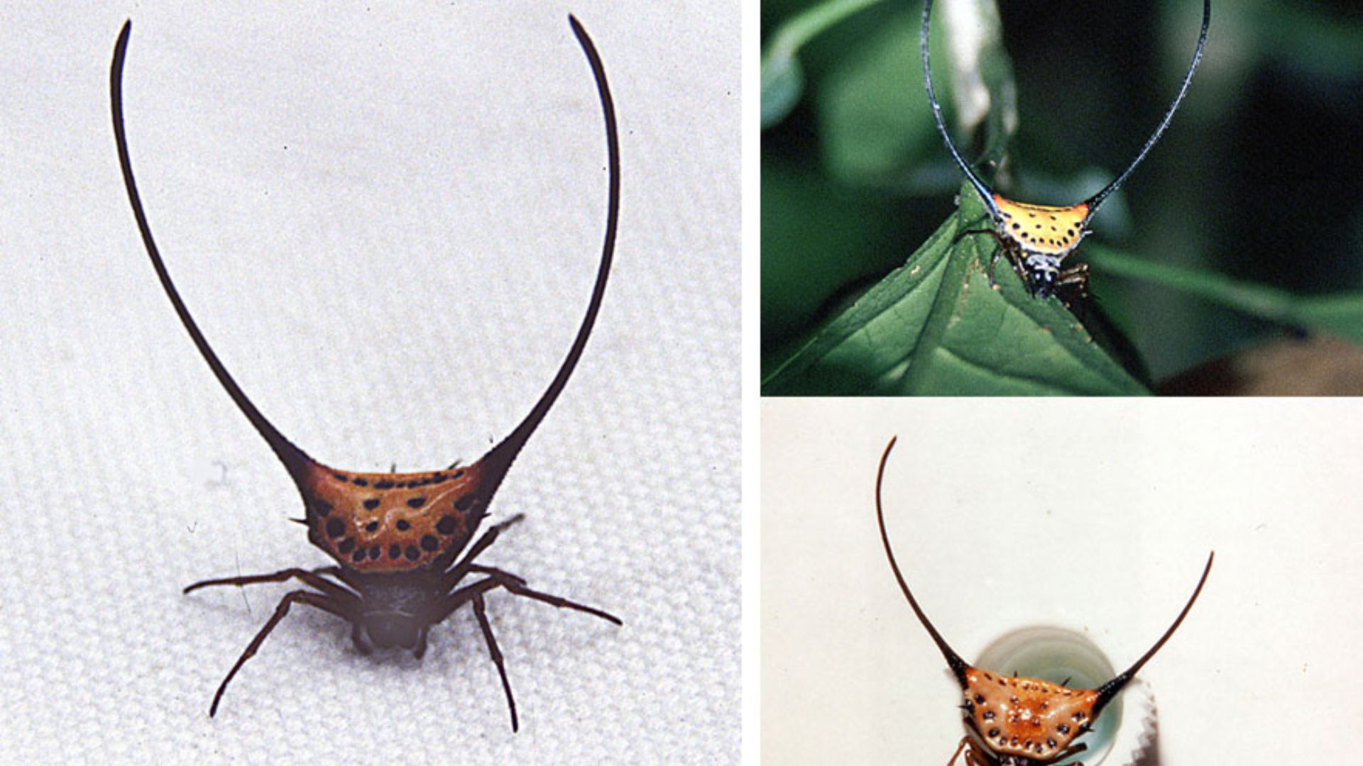 File:Gasteracantha arcuata (13176953673).jpg