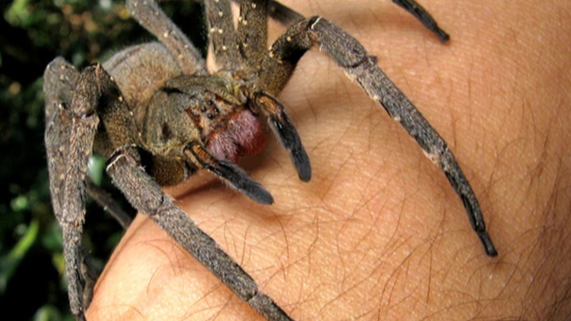 File:Phoneutria nigriventer.jpg