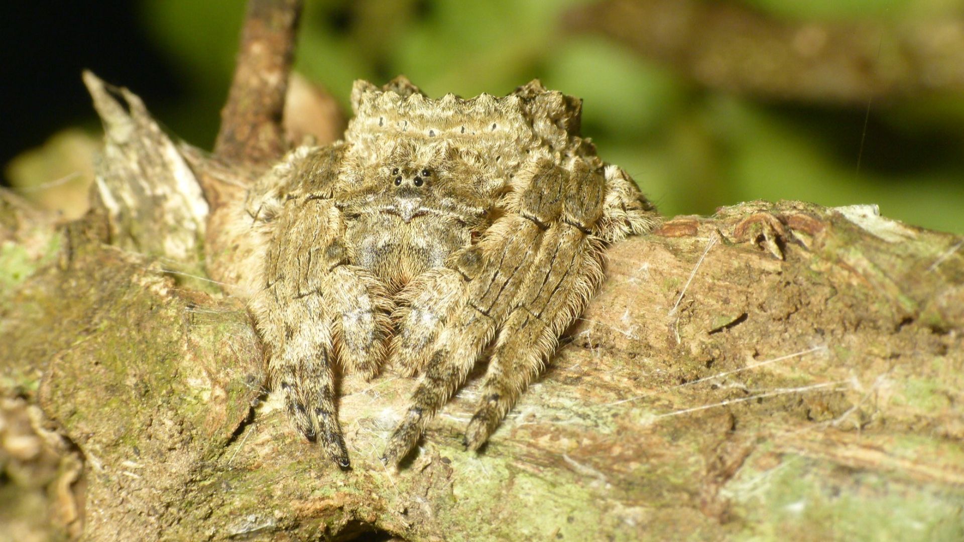 File:Bark spider 4.jpg