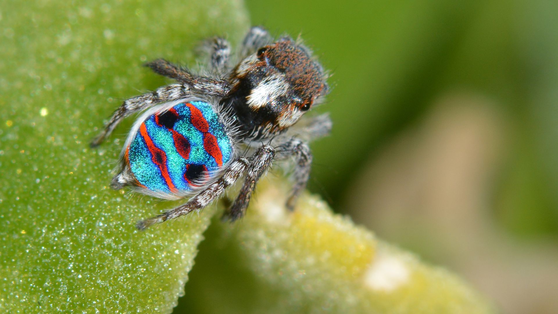 File:Maratus speciosus.jpg