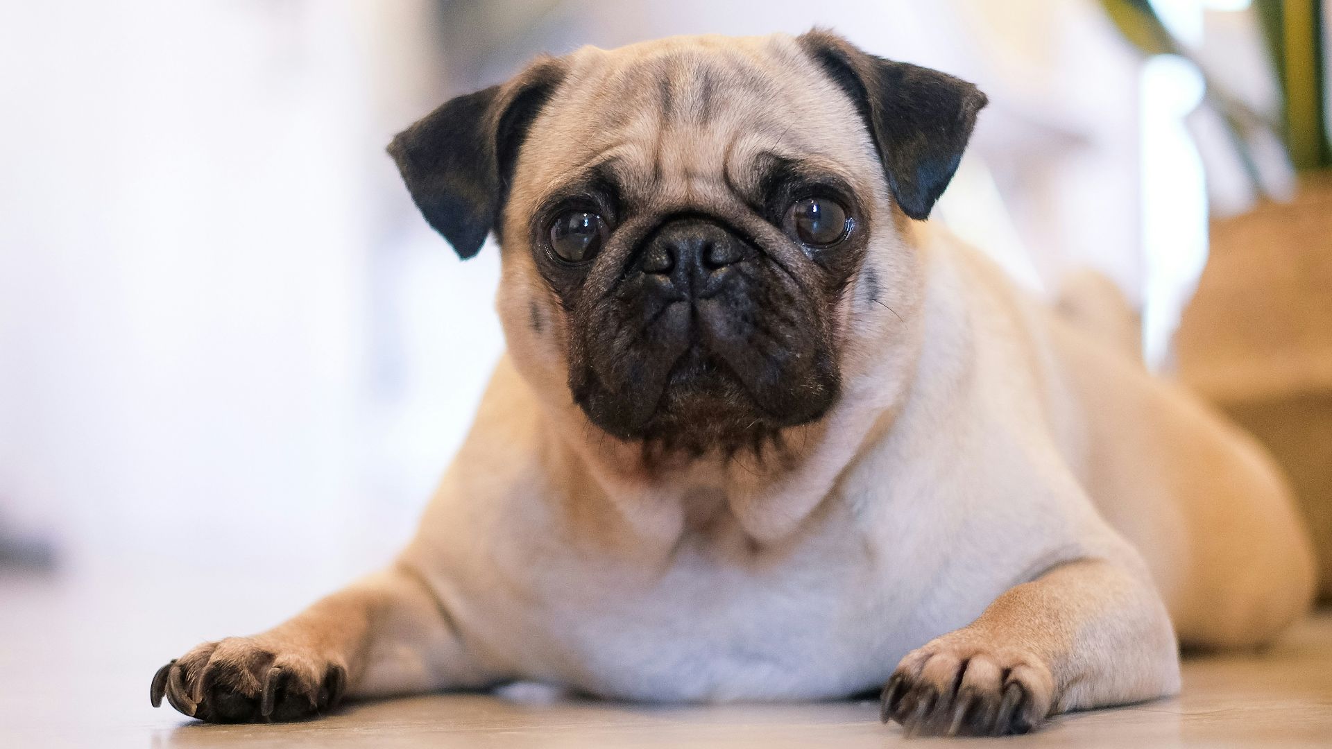 shallow focus photography of fawn pug