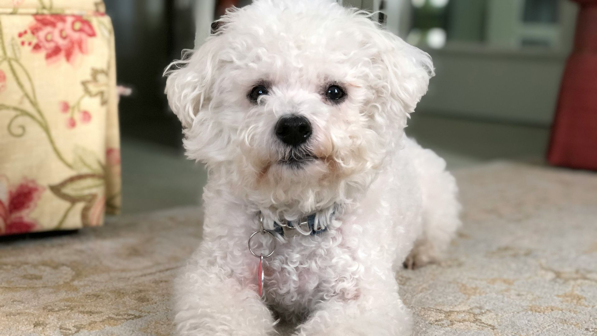 white poodle puppy on brown textile