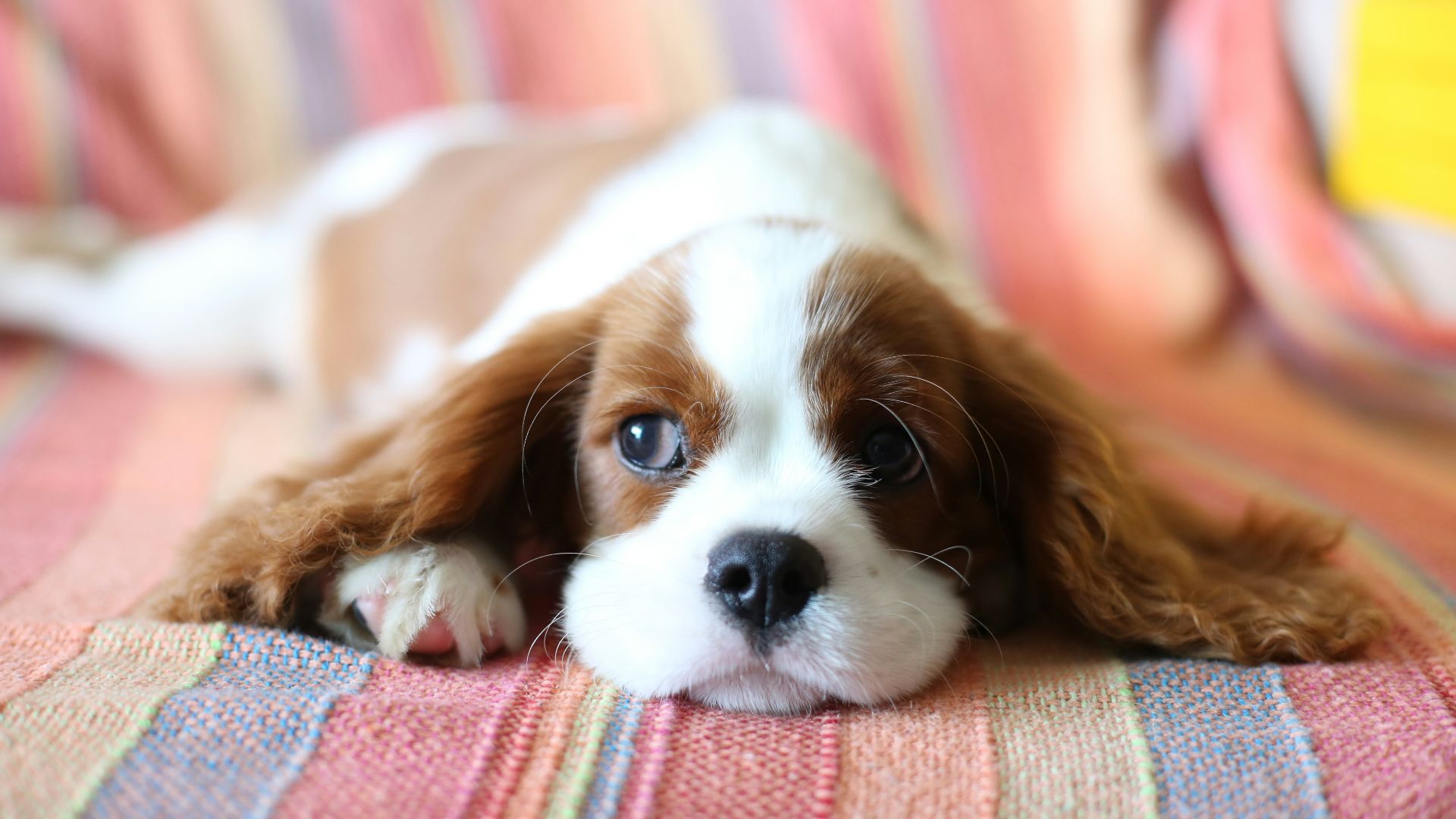 brown and white long haired small dog lying on red and white textile