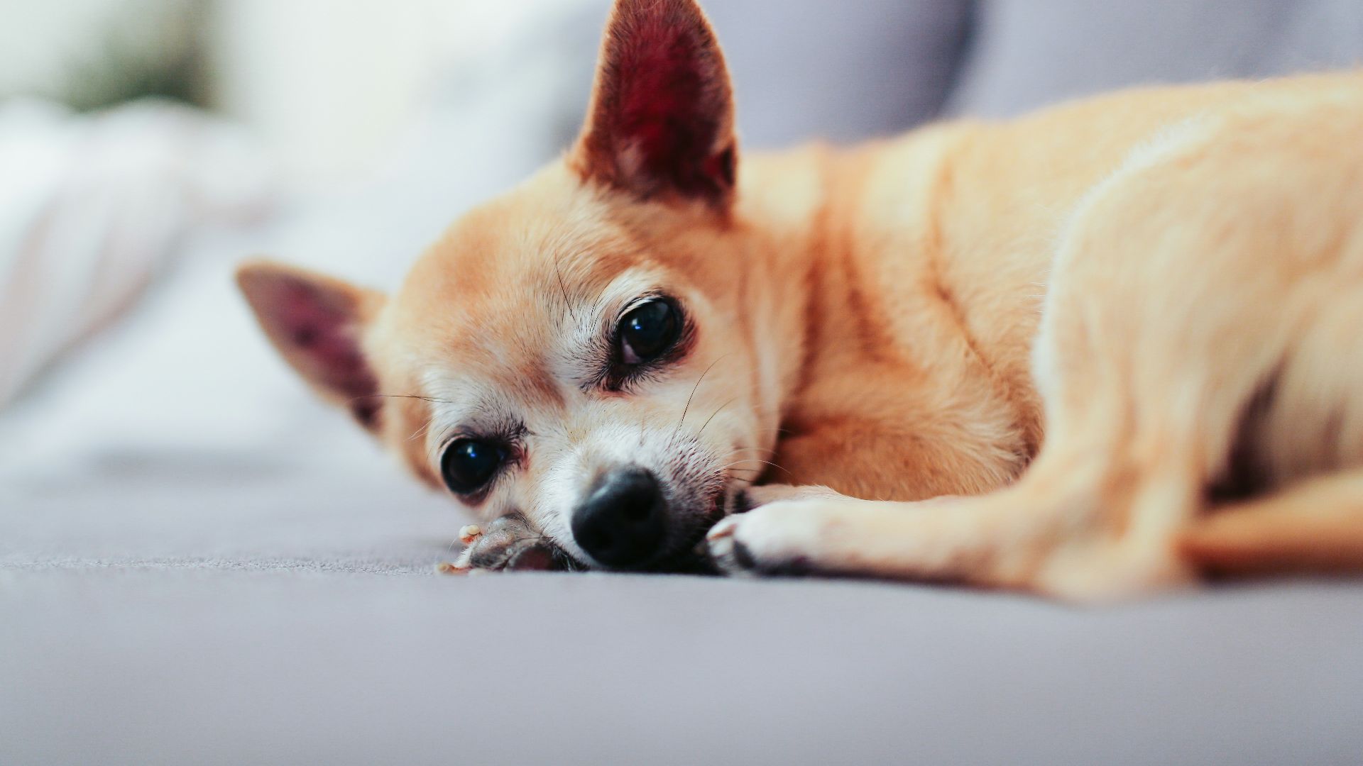 tan chihuahua lying on couch