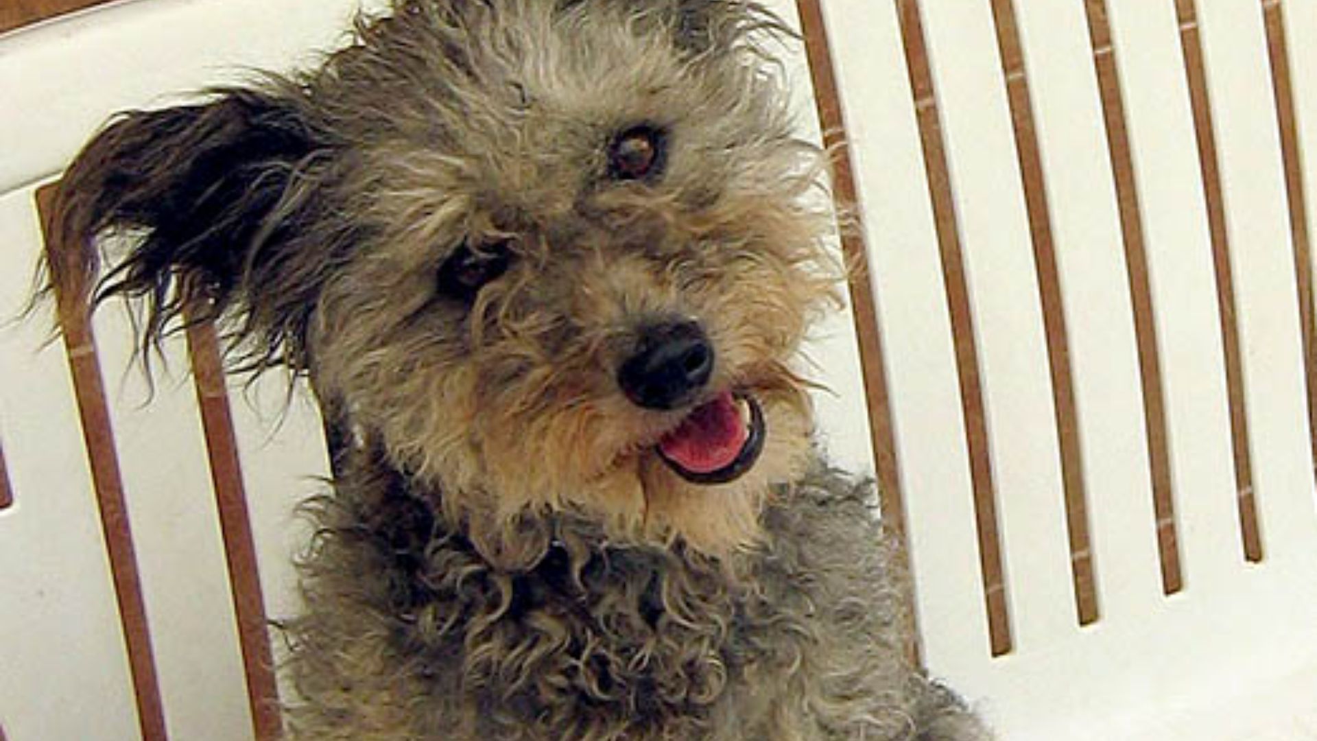 File:Pumi dog sitting on a white bench.jpg