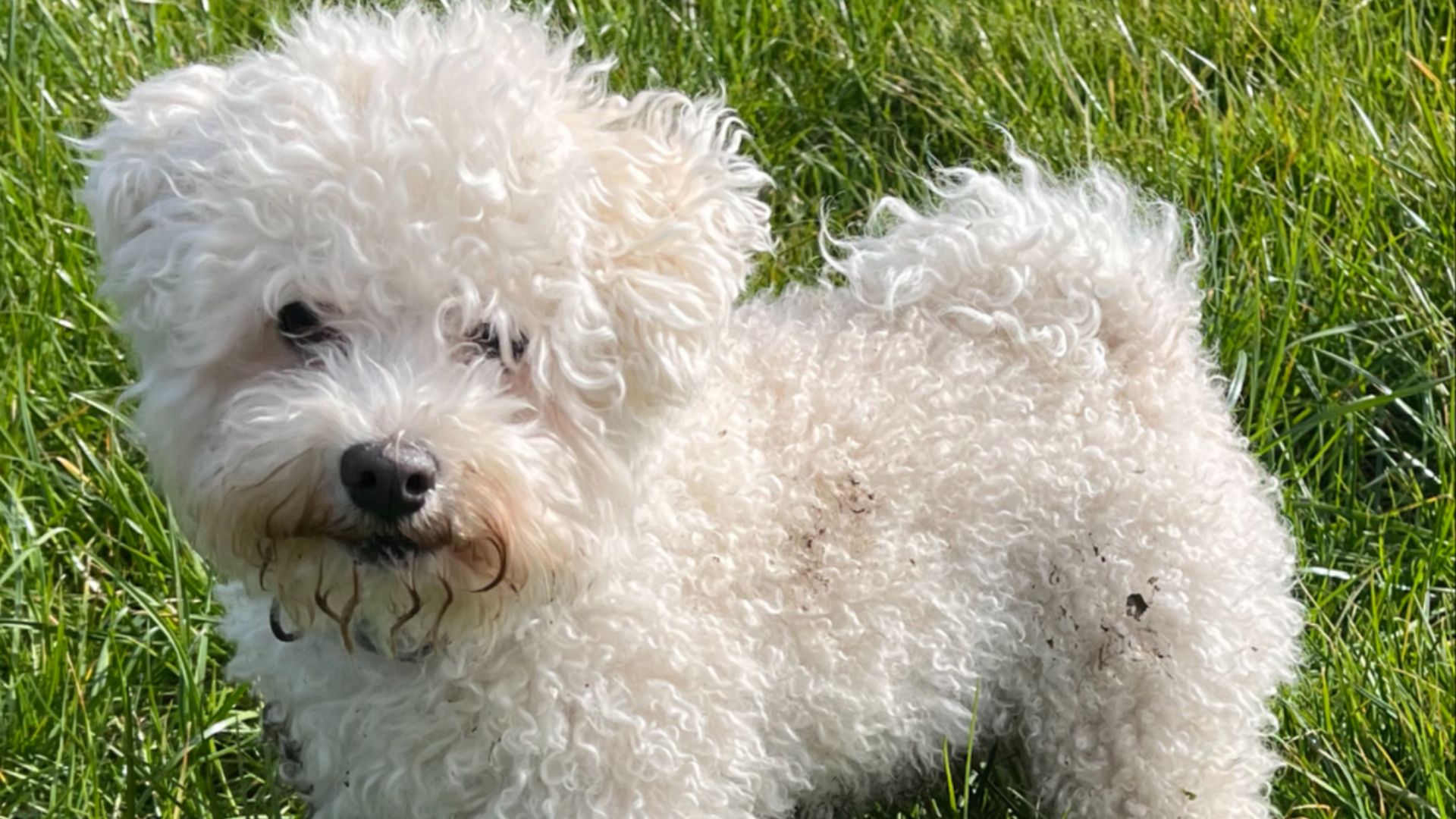 File:Male adult bolognese dog.jpg