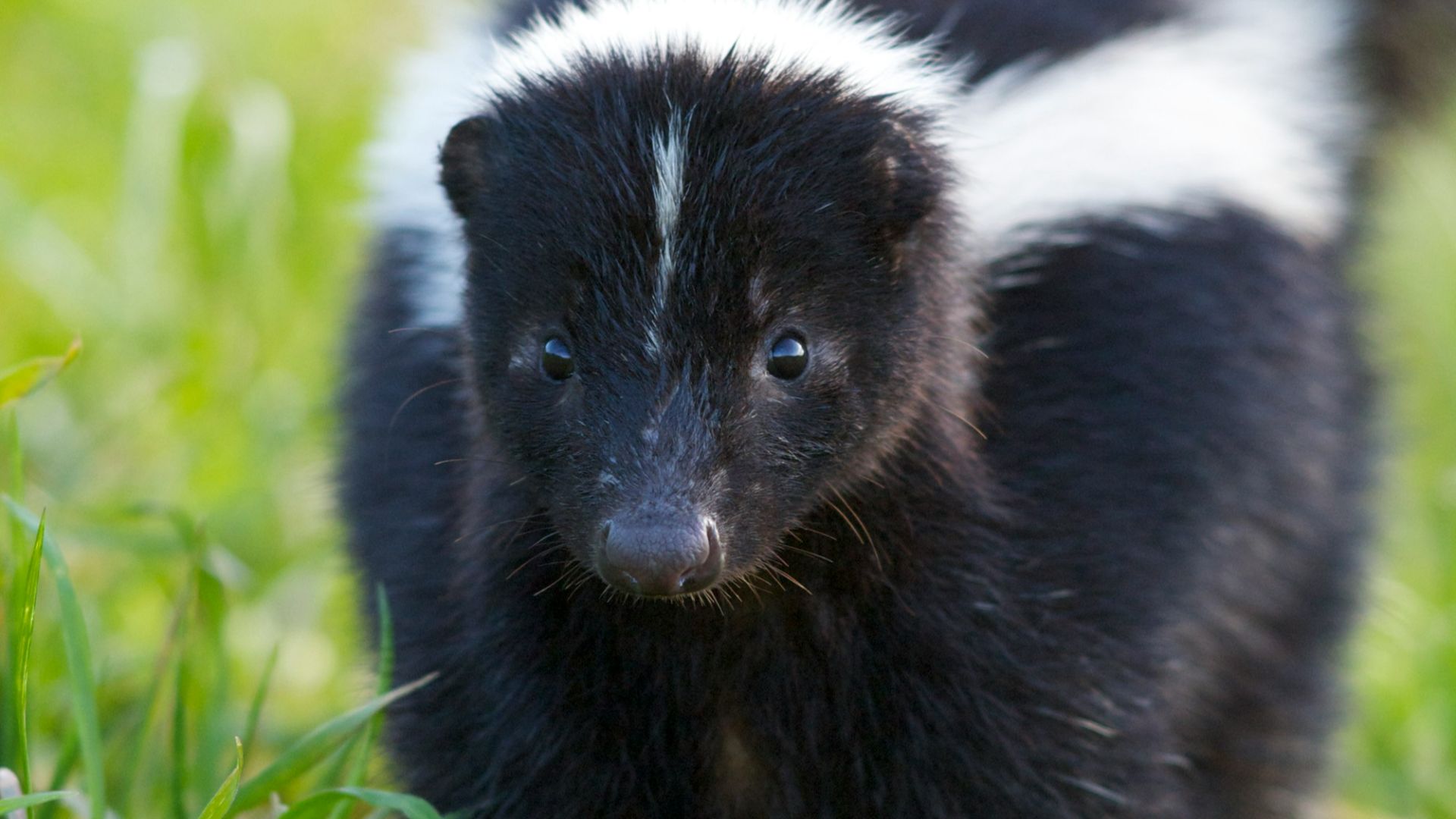 selective focus photography of skunk